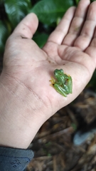Anura