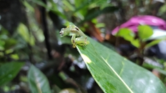 Anura