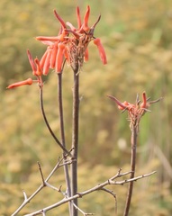Aloe umfoloziensis