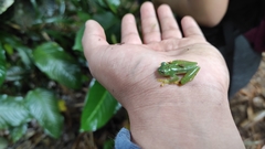 Anura