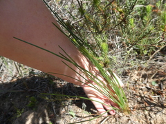 Trachyandra chlamydophylla