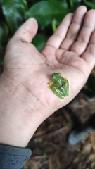 Anura