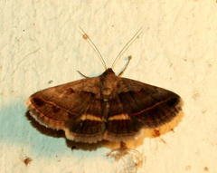 Acantholipes