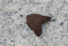 Ricania sublimata