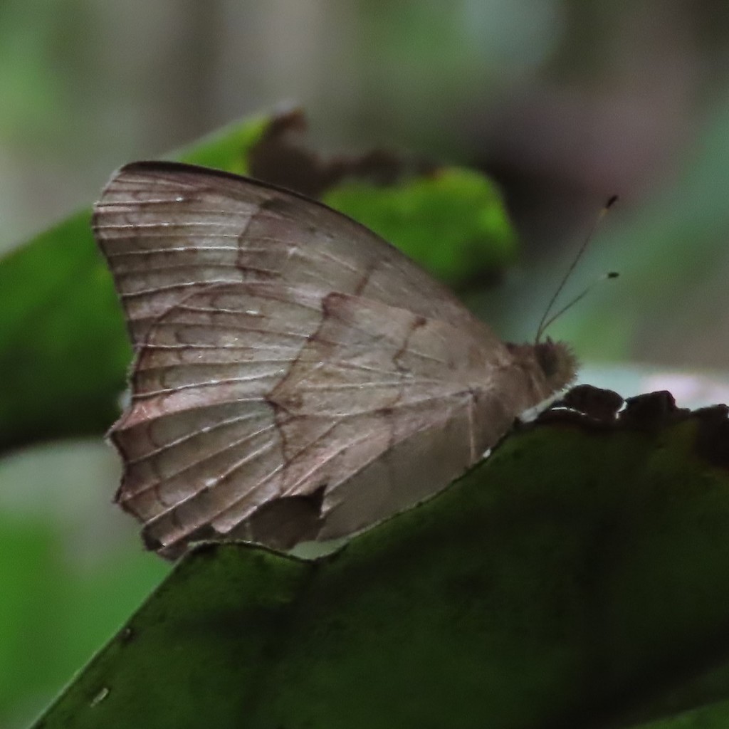 Pseudodebis nakamurai