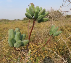 Aloe umfoloziensis