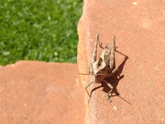 Xyleus discoideus discoideus
