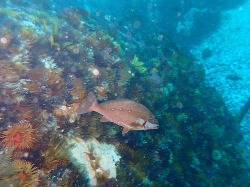 Twotone fingerfin (Chirodactylus brachydactylus) — Cheilodactylidae — 4