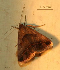 Acantholipes