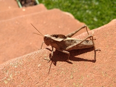 Xyleus discoideus discoideus