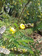 Senna didymobotrya