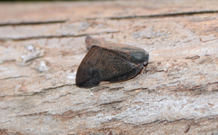 Ricania sublimata