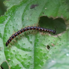Helicorthomorpha