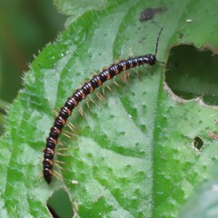 Helicorthomorpha
