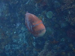 Chrysoblephus laticeps