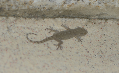 Gekko swinhonis