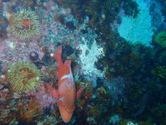 Chrysoblephus laticeps