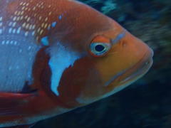 Chrysoblephus laticeps