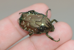 Protaetia brevitarsis