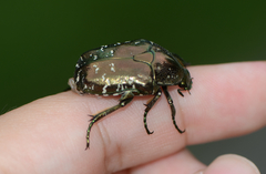 Protaetia brevitarsis