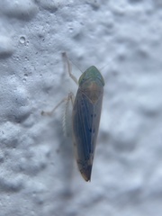 Synophropsis lauri