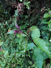 Cestrum fasciculatum