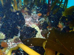 Choromytilus meridionalis