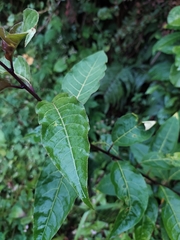 Cestrum fasciculatum