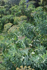 Notobubon laevigatum