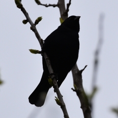 Molothrus rufoaxillaris