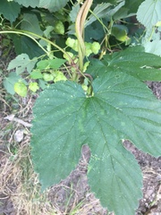Humulus lupulus