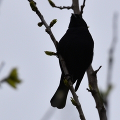 Molothrus rufoaxillaris