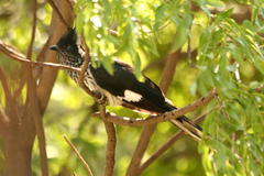 Clamator levaillantii