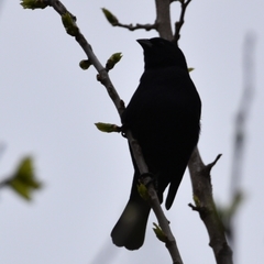 Molothrus rufoaxillaris