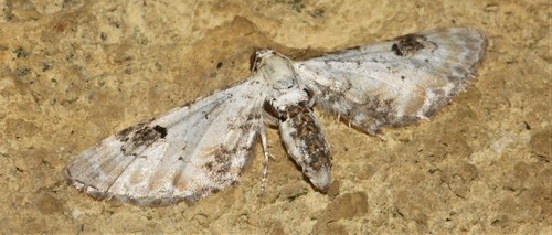 Eupithecia centaureata