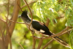 Clamator levaillantii