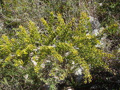 Asparagus crassicladus