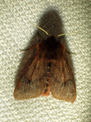 Phragmatobia assimilans