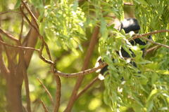 Clamator levaillantii