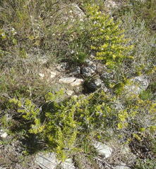 Asparagus crassicladus