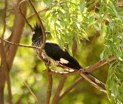 Clamator levaillantii