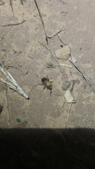 Sphaeropthalma marpesia