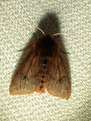 Phragmatobia assimilans