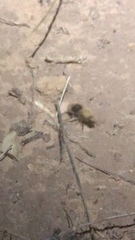 Sphaeropthalma marpesia