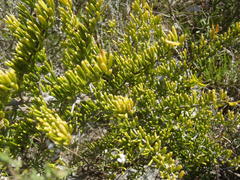 Asparagus crassicladus