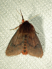 Phragmatobia assimilans