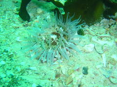 Anthopleura michaelseni