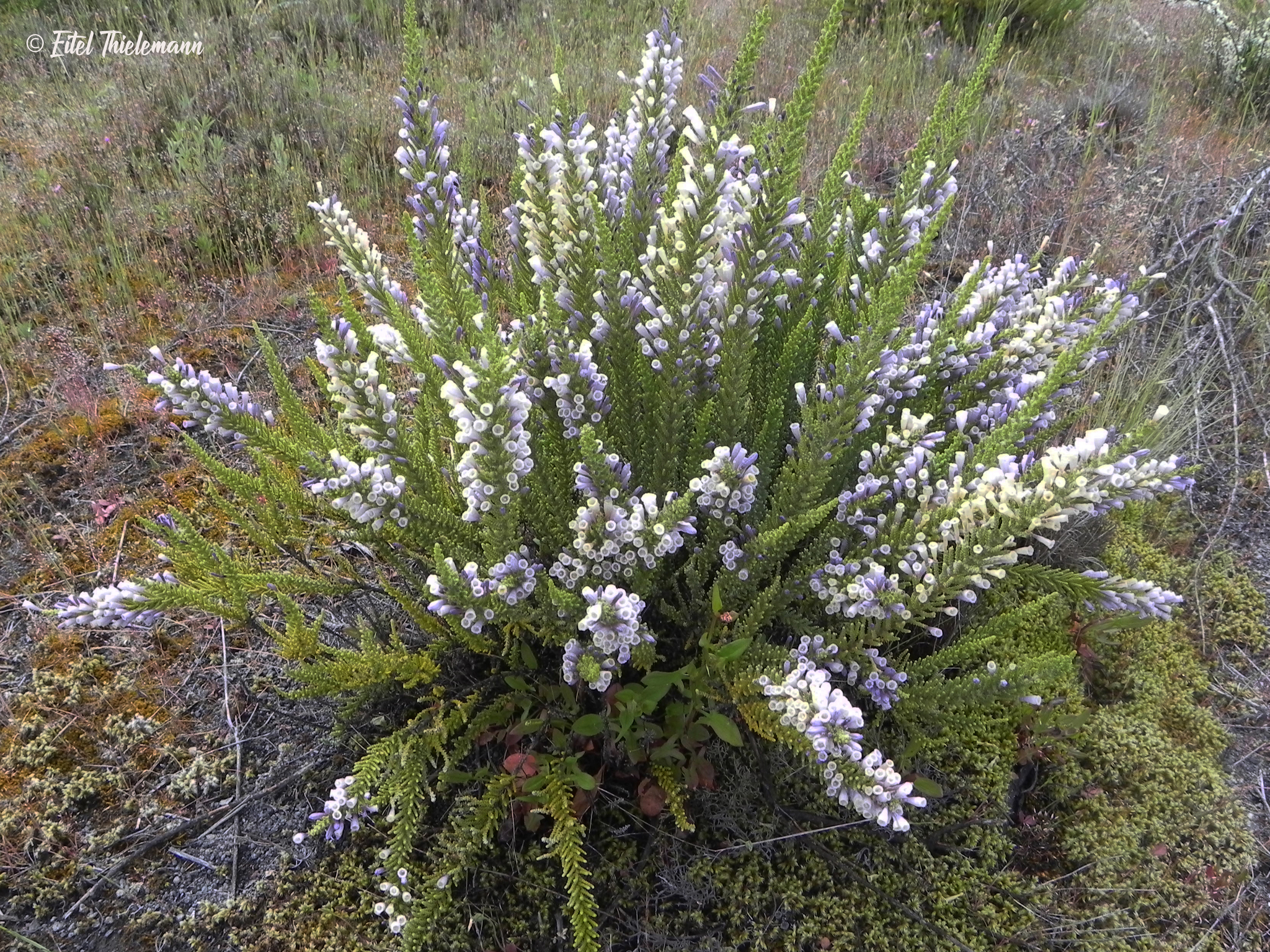 Fabiana imbricata
