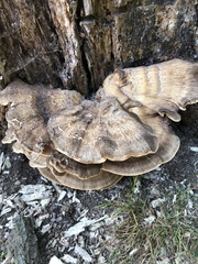 Meripilus giganteus