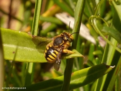 Anthidium